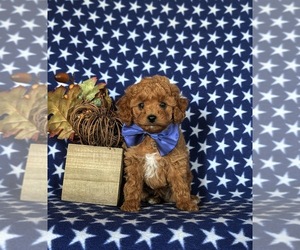 Poodle (Toy) Puppy for sale in PARADISE, PA, USA