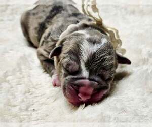 Medium Alapaha Blue Blood Bulldog