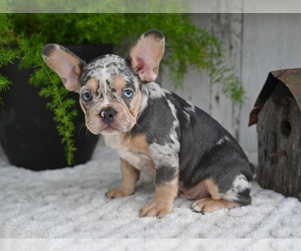 Medium Photo #4 French Bulldog Puppy For Sale in MILLERSBURG, OH, USA