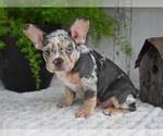 Small #3 French Bulldog