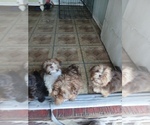 Small Shih Tzu