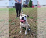 Small #2 Mutt