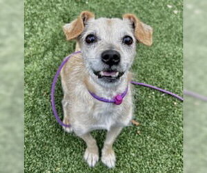 Chihuahua Dogs for adoption in Salinas, CA, USA