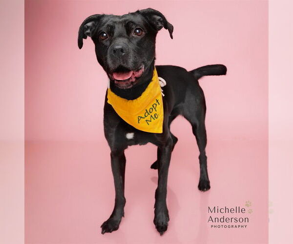 Medium Photo #3 Mutt Puppy For Sale in Corona, CA, USA