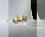 Small Photo #4 Labrador Retriever Puppy For Sale in LONG BEACH, CA, USA