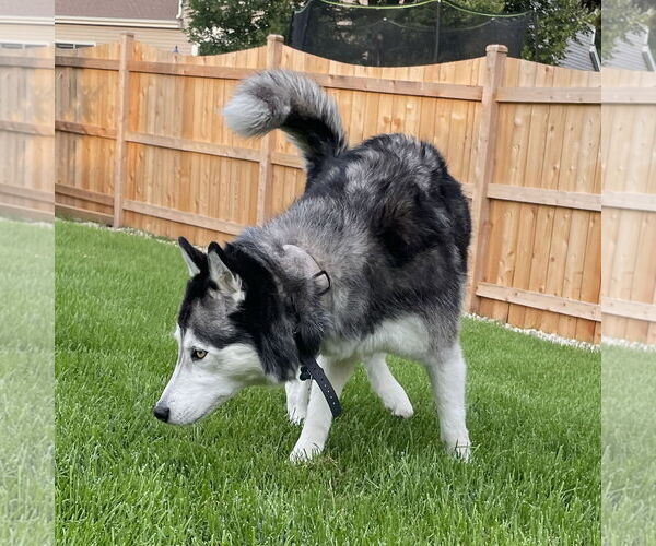 Medium Photo #1 Siberian Husky Puppy For Sale in Techny, IL, USA