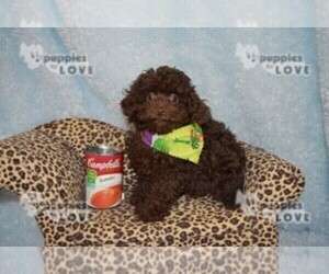 Labradoodle Puppy for sale in SANGER, TX, USA