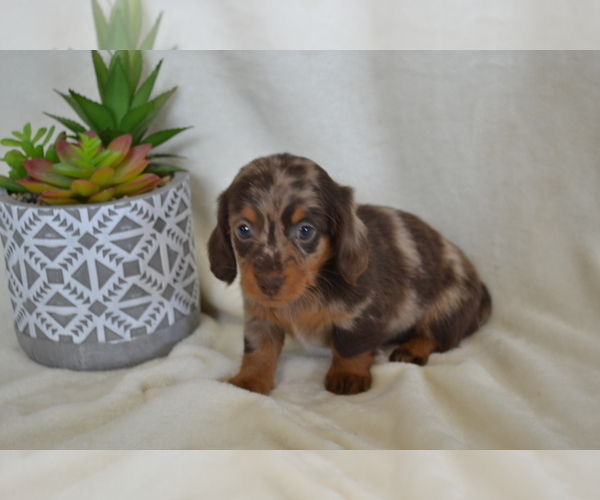 Medium Photo #5 Dachshund Puppy For Sale in GREENWOOD, WI, USA