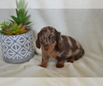 Small #4 Dachshund