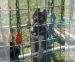 Puppy 8 German Shepherd Dog-Siberian Husky Mix