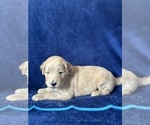 Small Photo #19 Goldendoodle Puppy For Sale in FLOWERY BRANCH, GA, USA