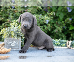 Puppy Titan Labrador Retriever