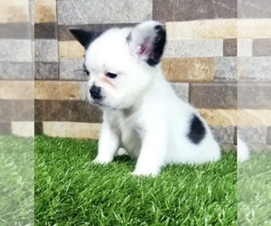 French Bulldog Puppy for sale in MANHATTAN, NY, USA