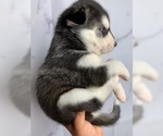 Small #5 Siberian Husky