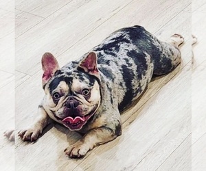 Mother of the French Bulldog puppies born on 07/09/2024