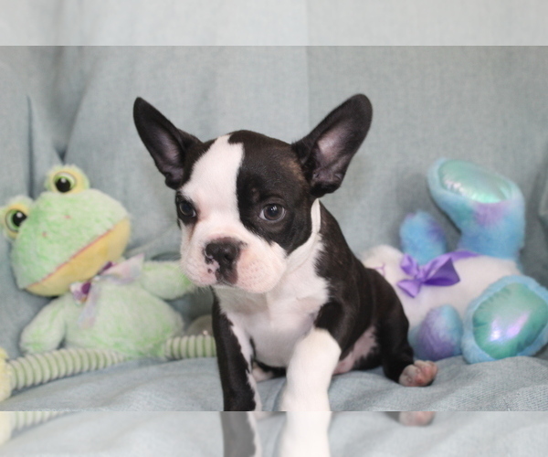 Medium Photo #7 Boston Terrier Puppy For Sale in BROOKSVILLE, FL, USA