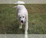 Small Photo #7 English Cream Golden Retriever Puppy For Sale in RINGGOLD, GA, USA
