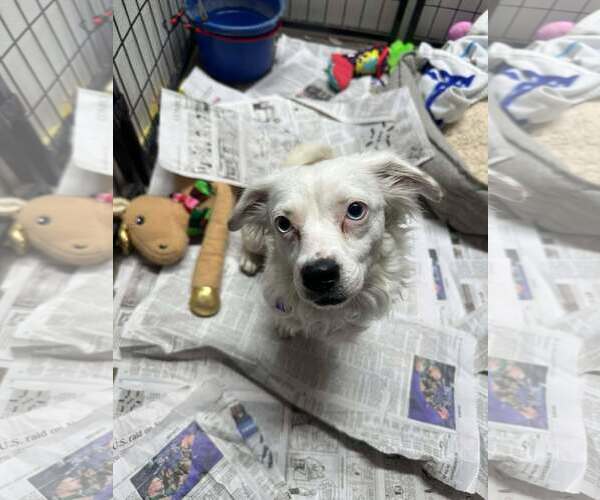 Medium Photo #2 Australian Shepherd-Chihuahua Mix Puppy For Sale in Mukwonago, WI, USA