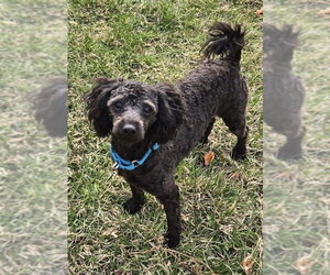 Poodle (Miniature)-Unknown Mix Dogs for adoption in Mundelein, IL, USA