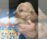 Small Photo #10 Labradoodle Puppy For Sale in MIFFLINBURG, PA, USA