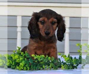 Dachshund Puppy for sale in GAP, PA, USA