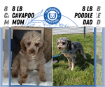 Small #8 Cavapoo