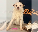 Small #5 Chihuahua Mix