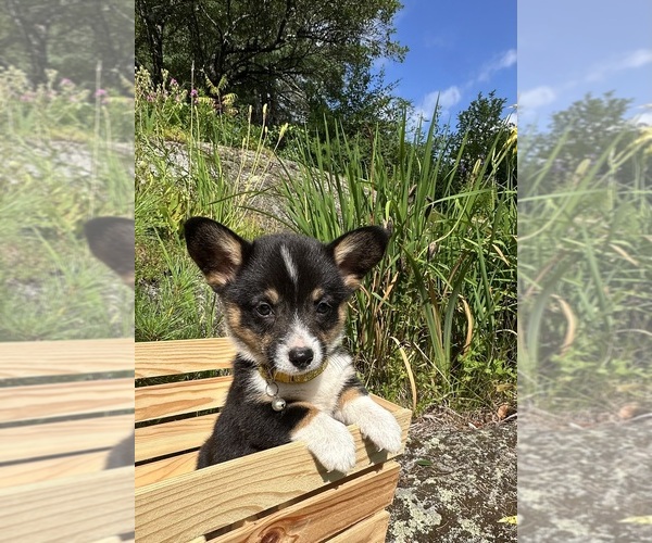 Medium Photo #58 Pembroke Welsh Corgi Puppy For Sale in PERKINSVILLE, VT, USA