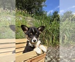Small Photo #58 Pembroke Welsh Corgi Puppy For Sale in PERKINSVILLE, VT, USA