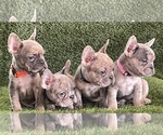 Small Photo #5 French Bulldog Puppy For Sale in FAYETTEVILLE, GA, USA