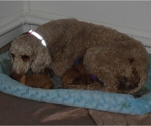 Mother of the Poodle (Standard) puppies born on 06/20/2022