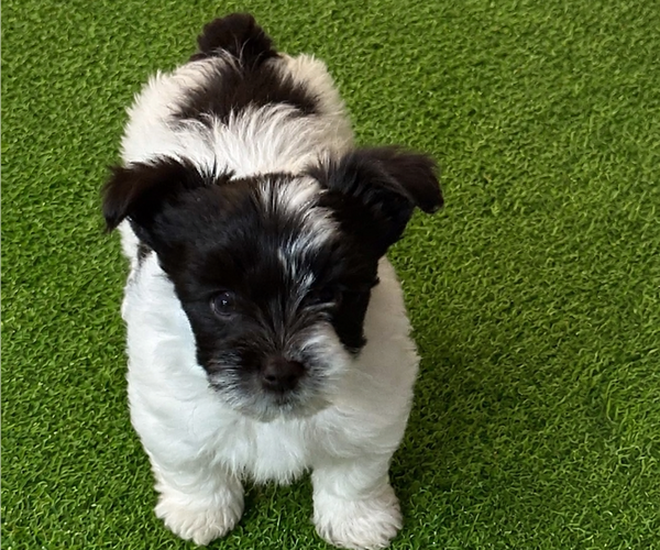 Medium Photo #4 Yorkshire Terrier Puppy For Sale in DAYTON, TX, USA