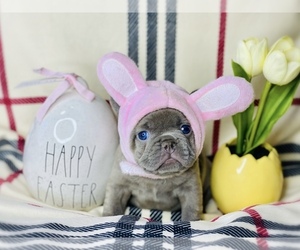 French Bulldog Puppy for sale in OJAI, CA, USA