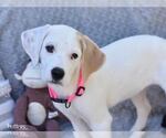 Small #2 Labrador Retriever Mix