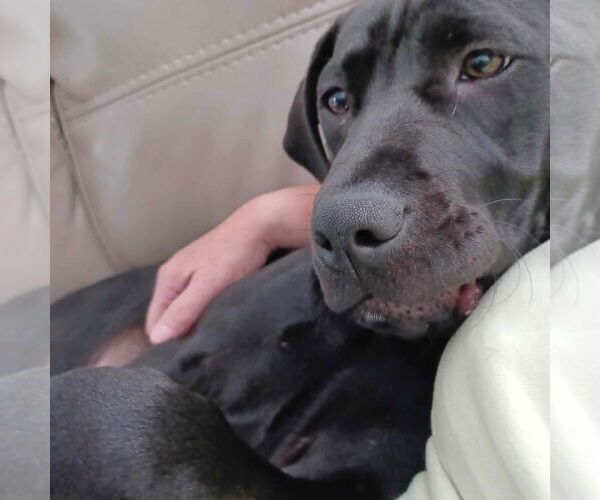 Medium Photo #10 Labrador Retriever-Unknown Mix Puppy For Sale in Huntersville, NC, USA