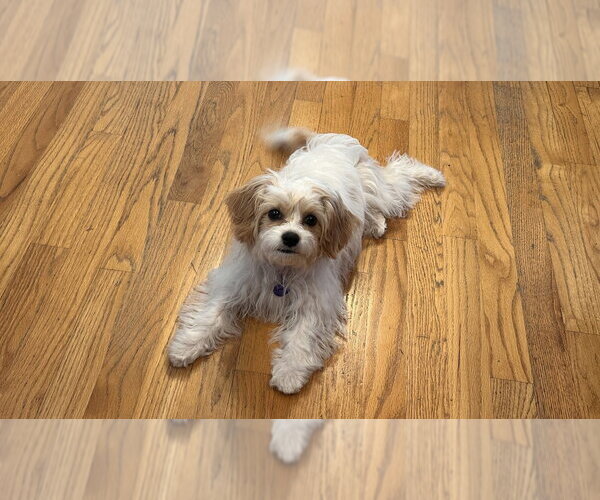 Medium Photo #3 Cavachon Puppy For Sale in Springdale, PA, USA
