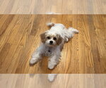 Small #2 Cavachon