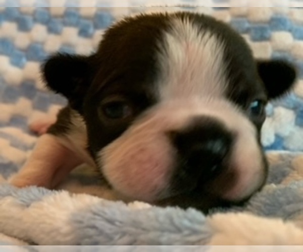Medium Photo #2 French Bulldog Puppy For Sale in SWEETWATER, TN, USA