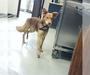 Mutt Dogs for adoption in Fayetteville, NC, USA