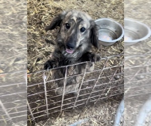 Dachshund Puppy for sale in COLORADO SPRINGS, CO, USA