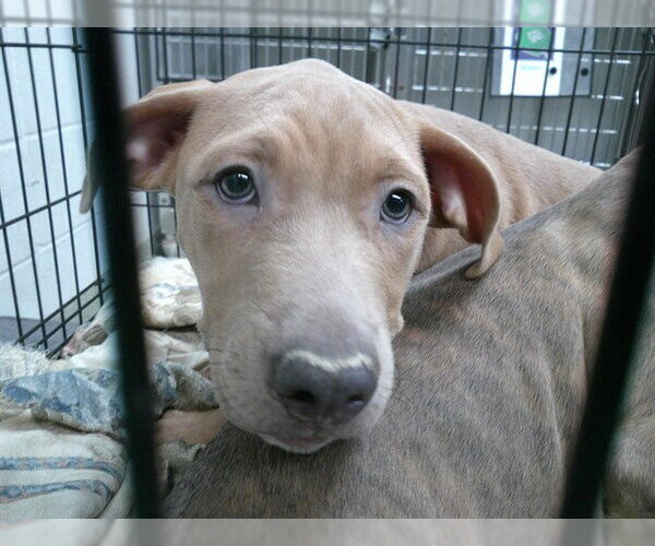 Medium Photo #1 American Pit Bull Terrier-Unknown Mix Puppy For Sale in Oklahoma City, OK, USA