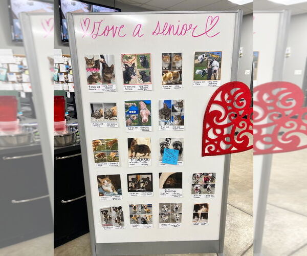 Medium Photo #11 American Staffordshire Terrier-Labrador Retriever Mix Puppy For Sale in Pierceton , IN, USA