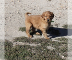 Small Photo #4 Golden Retriever Puppy For Sale in FORT MORGAN, CO, USA