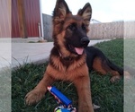 Small Photo #7 German Shepherd Dog Puppy For Sale in MILFORD, IN, USA
