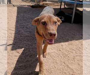 Australian Kelpie Dog for Adoption in Apple Valley, California USA