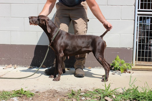 Medium Photo #1 German Shorthaired Pointer Puppy For Sale in NORTH JUDSON, IN, USA