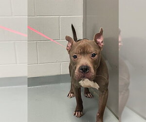 Mutt Dogs for adoption in St. Cloud, FL, USA