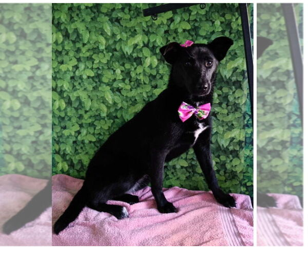 Medium Photo #15 German Shepherd Dog-Siberian Husky Mix Puppy For Sale in San Diego , CA, USA