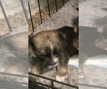Puppy Sheldon Chihuahua-Mal-Shi Mix