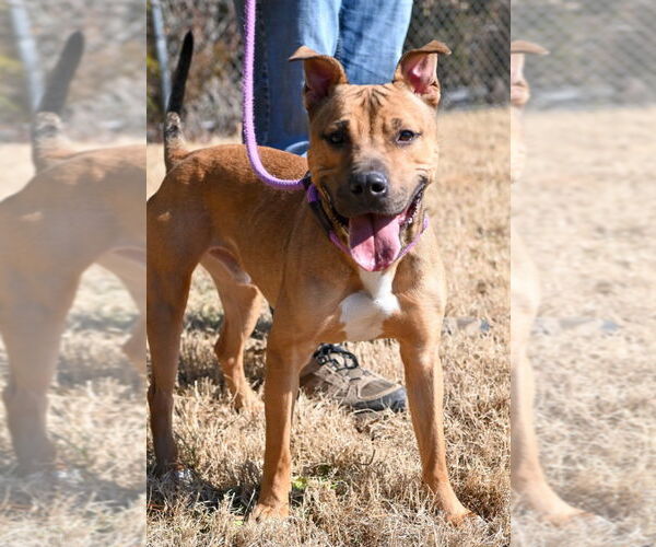 Medium Photo #5 Mutt Puppy For Sale in Glen Allen, VA, USA